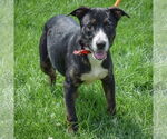 Small #5 Boxer-Dutch Shepherd  Mix