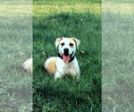 Small #9 American Pit Bull Terrier Mix
