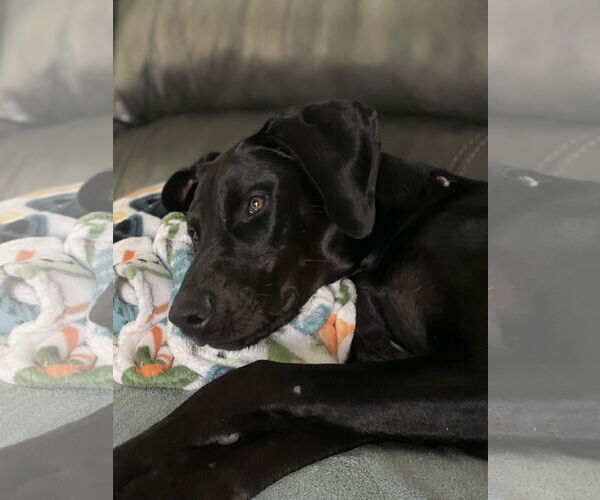 Medium Photo #11 Doberman Pinscher Puppy For Sale in Buffalo, MN, USA