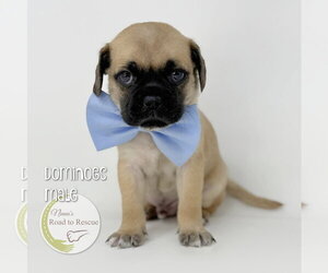 Pug-Shih Tzu Mix Dogs for adoption in Benton, LA, USA