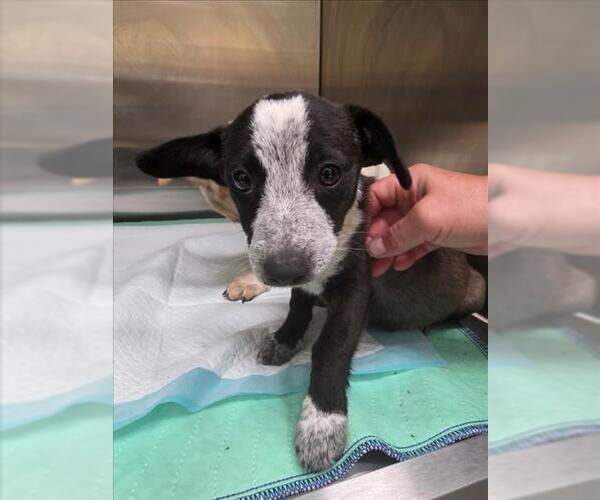Medium Photo #1 Mutt Puppy For Sale in Tracy, CA, USA