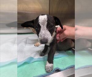 Mutt Dogs for adoption in Tracy, CA, USA