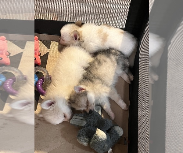 Medium Photo #1 Pomsky Puppy For Sale in GOLDEN VALLEY, AZ, USA