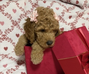 Goldendoodle Puppy for sale in HONEY GROVE, TX, USA