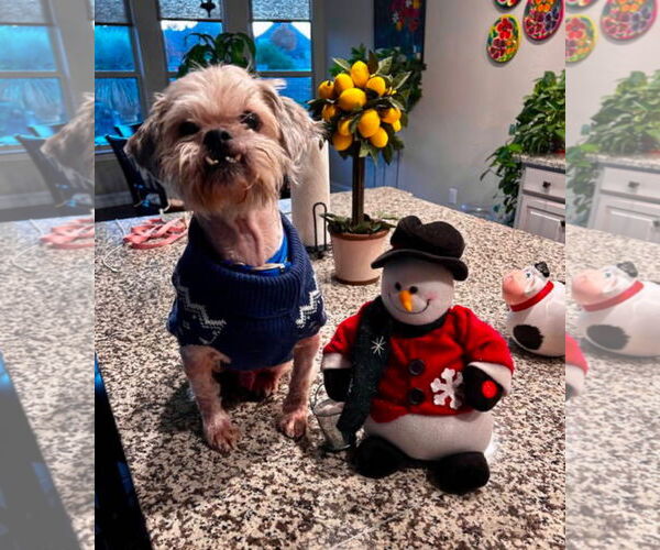 Medium Photo #3 Shih Tzu-Unknown Mix Puppy For Sale in Euless, TX, USA