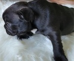 Small Photo #7 French Bulldog Puppy For Sale in RCH CUCAMONGA, CA, USA