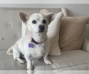 Chihuahua-Shiba Inu Mix Dogs for adoption in Imperial Beach, CA, USA
