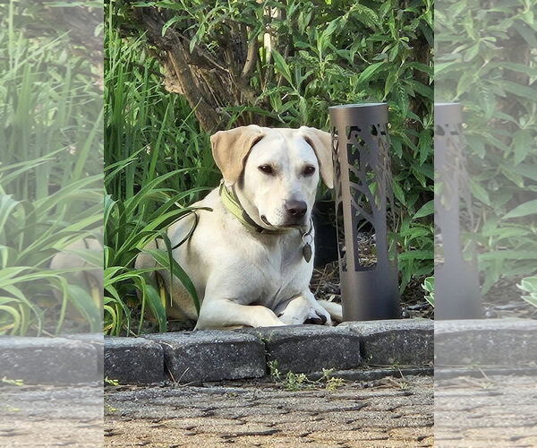 Medium Photo #9 Labrador Retriever-Unknown Mix Puppy For Sale in Oakhurst, NJ, USA