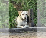 Small #8 Labrador Retriever Mix