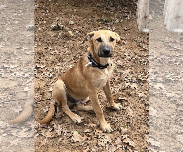 Medium Photo #1 Labrador Retriever-Unknown Mix Puppy For Sale in Fort Worth, TX, USA