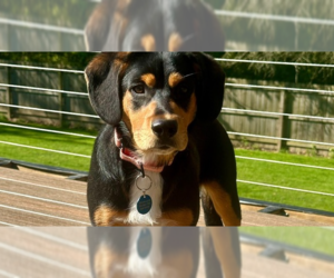 Beagle-Unknown Mix Dogs for adoption in Springdale, PA, USA