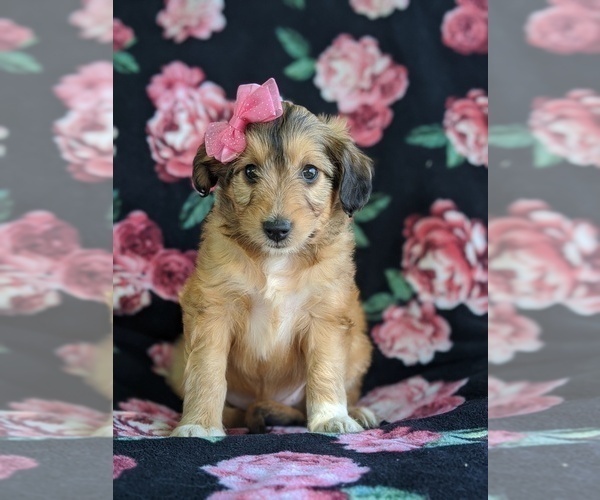 Medium Photo #1 Sheltidoodle Puppy For Sale in CHRISTIANA, PA, USA