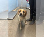 Small #2 Mutt