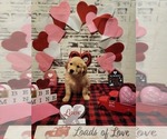 Small Photo #10 Golden Retriever Puppy For Sale in CUMMING, GA, USA