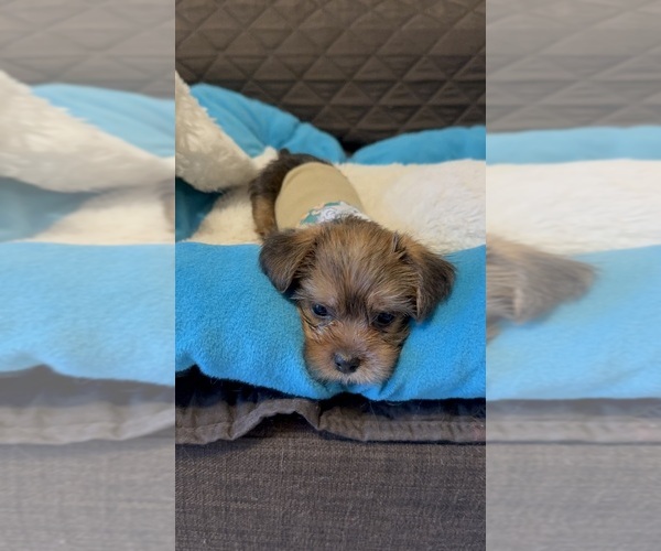 Medium Photo #16 Yorkshire Terrier Puppy For Sale in ORLANDO, FL, USA