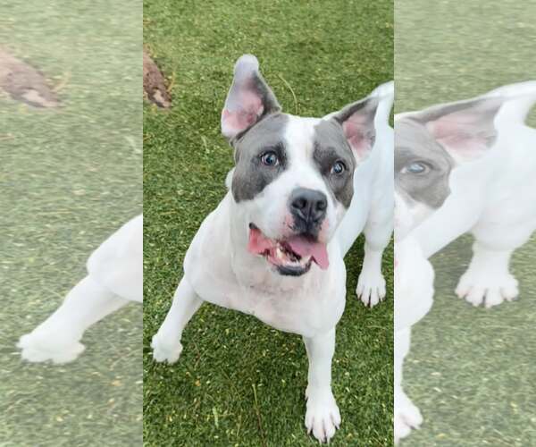 Medium Photo #12 American Bulldog Puppy For Sale in Pompano Beach , FL, USA