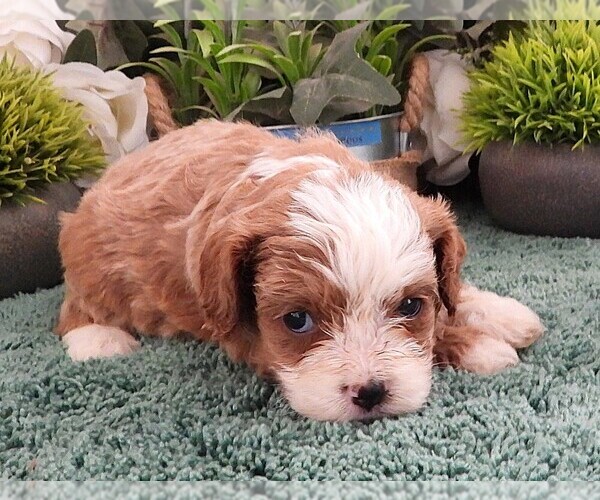Medium Photo #3 Cavapoo Puppy For Sale in CARLISLE, KY, USA