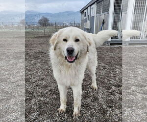 Great Pyrenees Dogs for adoption in Missoula, MT, USA