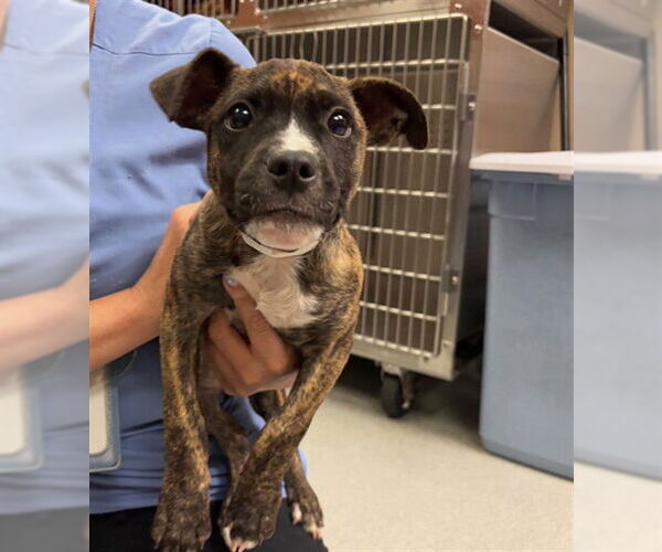 Medium Photo #2 American Pit Bull Terrier Puppy For Sale in Rancho Cucamonga, CA, USA