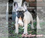 Small #14 French Bulldog