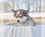Small Photo #1 Siberian Husky Puppy For Sale in HAGERSTOWN, MD, USA