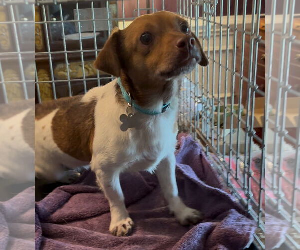 Medium Photo #5 Jack Chi Puppy For Sale in Holly Springs, NC, USA