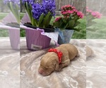 Image preview for Ad Listing. Nickname: Expecting AKC