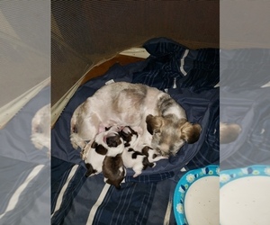 Mother of the Shih Tzu puppies born on 09/19/2019
