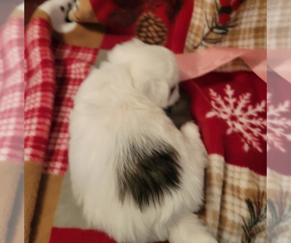 Medium Photo #16 Shih Tzu Puppy For Sale in STAR, NC, USA