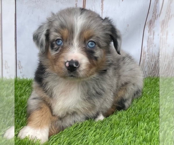 Medium Photo #1 Miniature Australian Shepherd Puppy For Sale in FOYIL, OK, USA