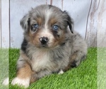 Small Photo #1 Miniature Australian Shepherd Puppy For Sale in FOYIL, OK, USA