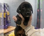 Small #1 Labrador Retriever Mix