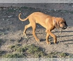 Small #10 Labrador Retriever-Rhodesian Ridgeback Mix
