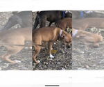 Small #5 American Pit Bull Terrier-Dachshund Mix
