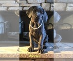 Small Photo #1 Great Dane Puppy For Sale in GEORGETOWN, KY, USA