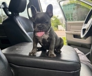 French Bulldog Puppy for sale in SAINT PETERSBURG, FL, USA