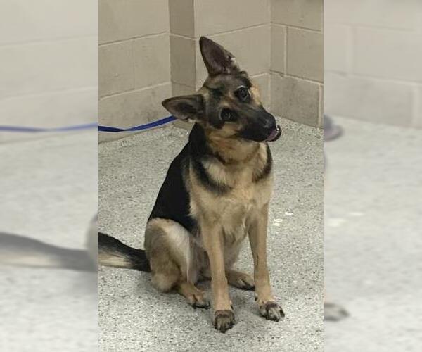 Medium Photo #1 German Shepherd Dog Puppy For Sale in Conroe, TX, USA