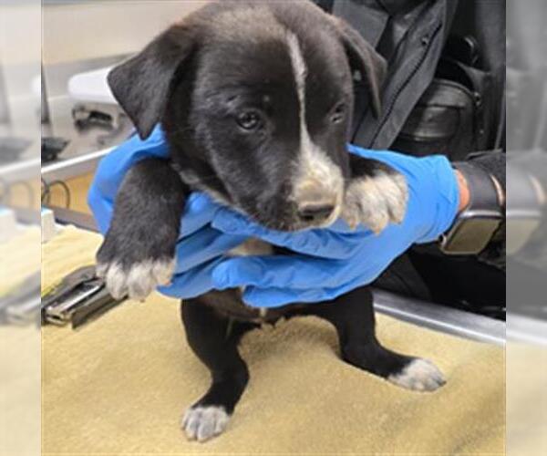 Medium Photo #1 Mutt Puppy For Sale in Riverside, CA, USA