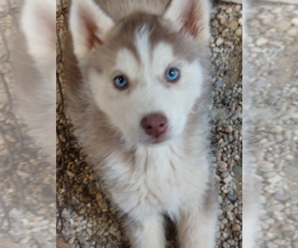 Medium Photo #1 Siberian Husky Puppy For Sale in TUCSON, AZ, USA