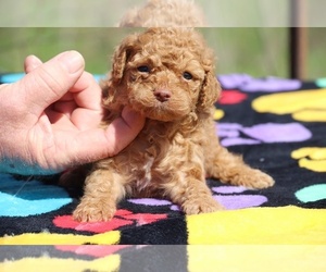 Goldendoodle Puppy for sale in UNION CITY, TN, USA