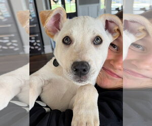 Siberian Husky-Unknown Mix Dogs for adoption in Germantown, OH, USA