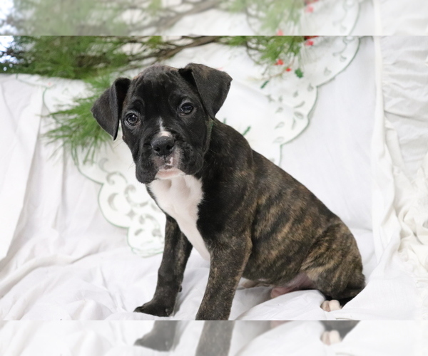 View Ad: Boxer Puppy for Sale near Denmark