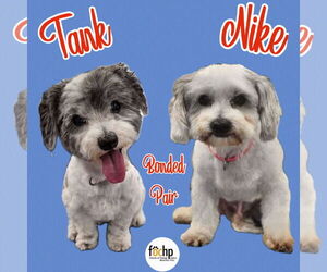 Maltese Dogs for adoption in Menifee, CA, USA