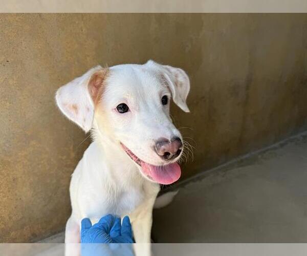 Medium Photo #1 Pointer-Unknown Mix Puppy For Sale in Chula Vista, CA, USA