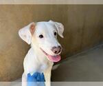 A275549 - Male Pointer-Unknown Mix Dog for Adoption - Small photo