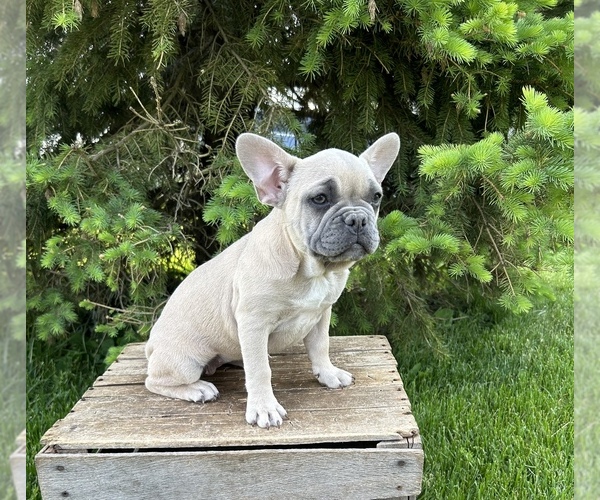 Medium Photo #4 French Bulldog Puppy For Sale in MIDDLEBURY, IN, USA