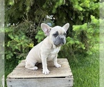 Small Photo #4 French Bulldog Puppy For Sale in MIDDLEBURY, IN, USA