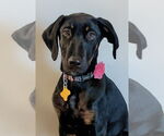 Small #2 Doberman Pinscher