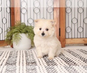 Pom-A-Poo Puppy for sale in NAPLES, FL, USA