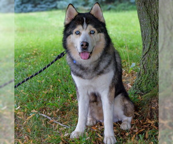 Medium Photo #2 Siberian Husky Puppy For Sale in Omaha, NE, USA